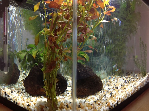 Adam Puli's 10 Gallon Freshwater Aquarium